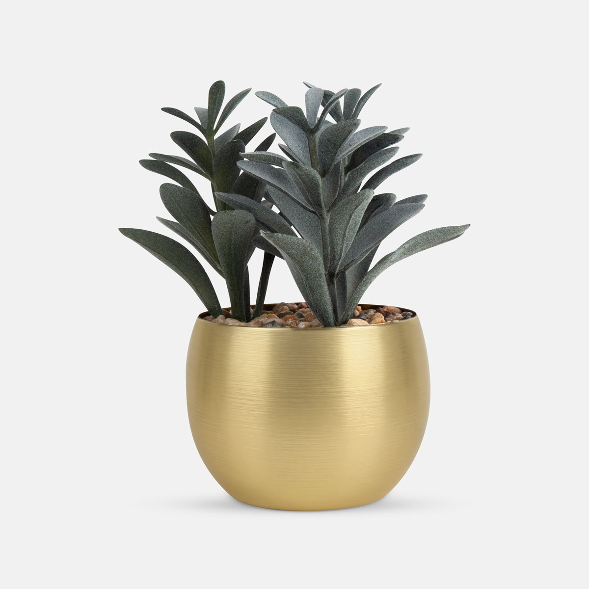 PLANTA DECORATIVA DAKAR - 5